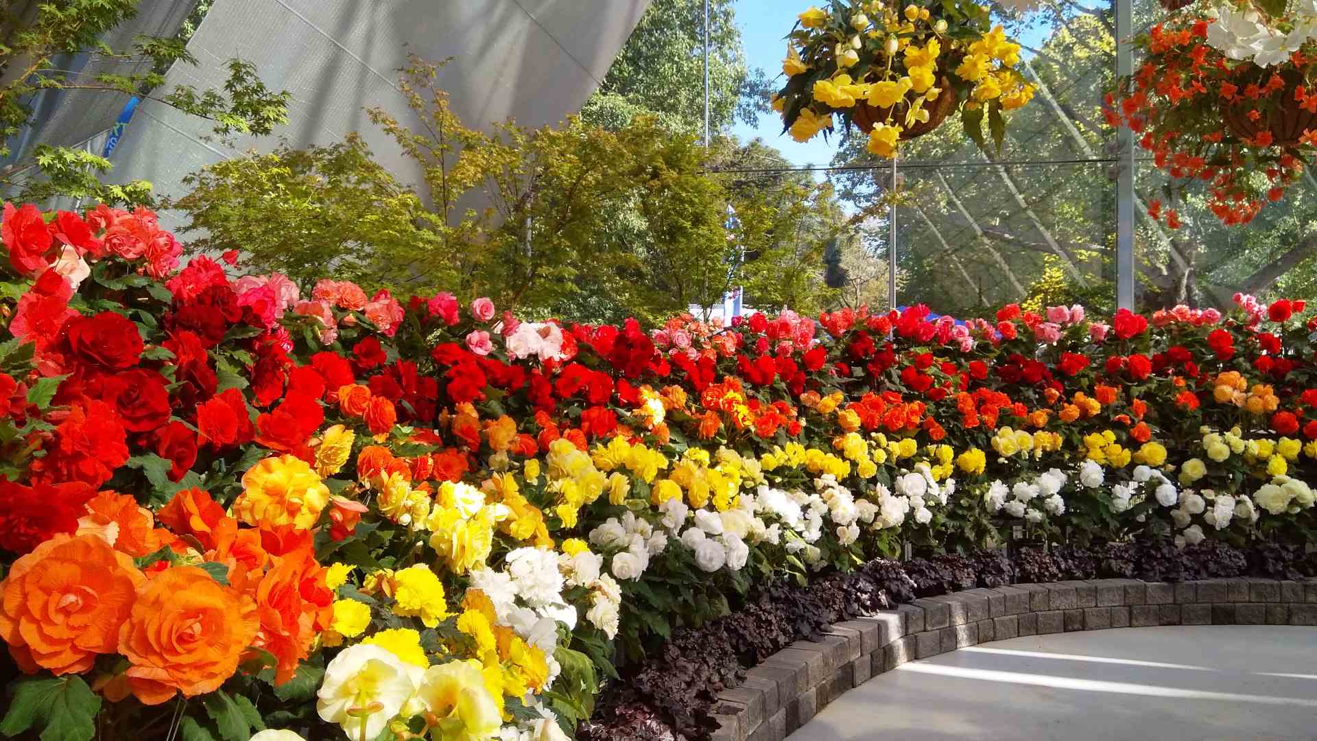 Ballarats Begonias